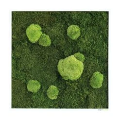Moosbild Wald- Und Ballenmoos 55x55 Cm