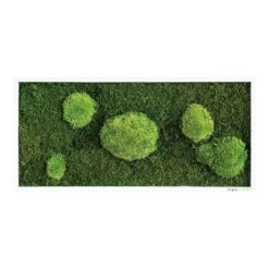 Moosbild Wald- Und Ballenmoos 57x27 Cm