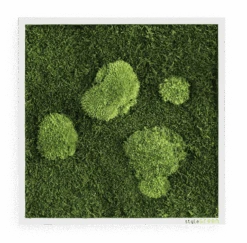 Moosbild Wald- Und Ballenmoos 35x35 Cm