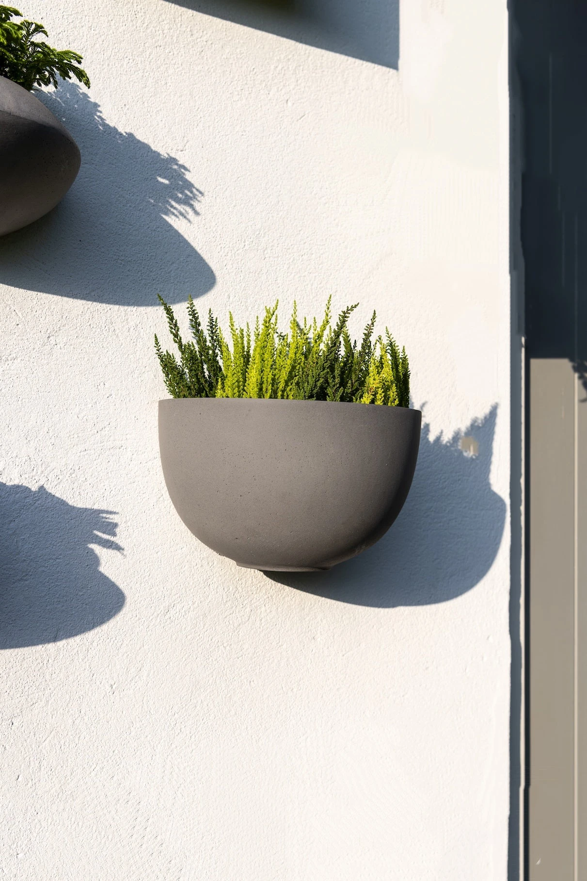 Hanging Wally Peter Grau 3 Hanging Wally Peter Grau