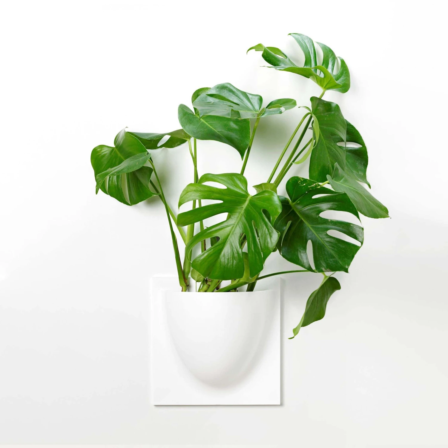 VertiPlants Wandgefäß Aus Pflanzlichen Materialien 3 VertiPlants Wandgefäß Aus Pflanzlichen Materialien