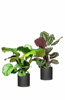 Calathea Set - Orbifolia & Medallion