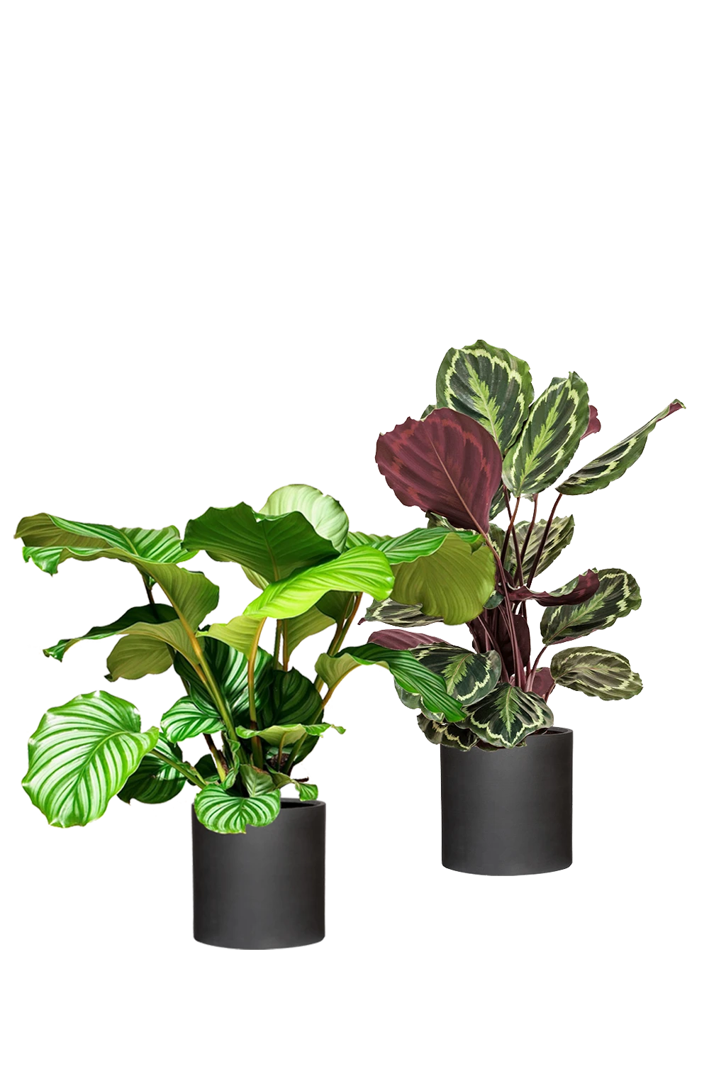 Calathea Set - Orbifolia & Medallion 3 Calathea Set - Orbifolia & Medallion