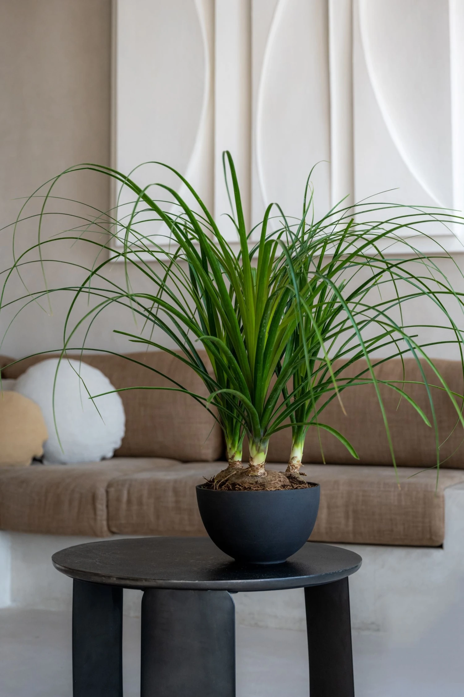 Peter Volcano Anthrazit 4 Peter Volcano Anthrazit – Bild 2