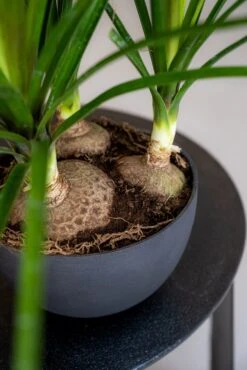 Peter Volcano Anthrazit 11 Peter Volcano Anthrazit -Pflanzen Blumentopf Geschäft d1032 11 68 4