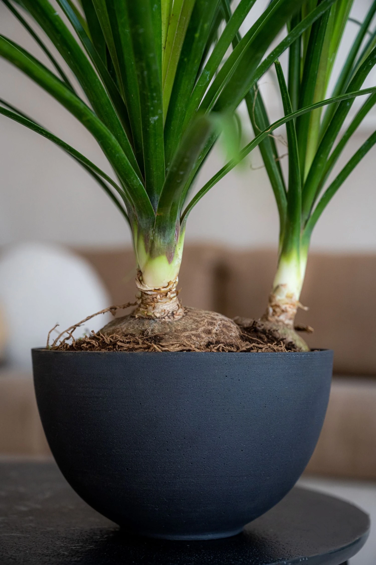 Peter Volcano Anthrazit 5 Peter Volcano Anthrazit – Bild 3