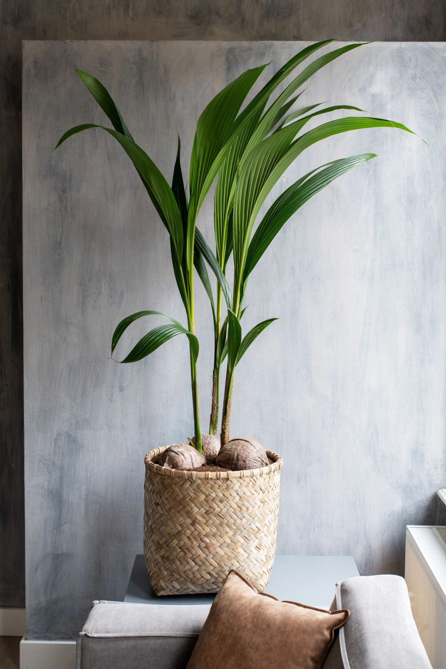 Pflanzkorb Bohemian Zayn 4 Pflanzkorb Bohemian Zayn – Bild 2