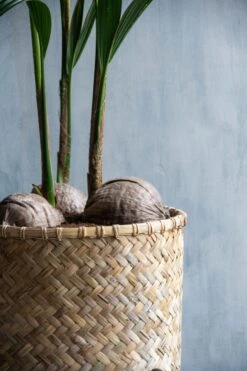 Pflanzkorb Bohemian Zayn 15 Pflanzkorb Bohemian Zayn -Pflanzen Blumentopf Geschäft pottery pots bohemian zayn7