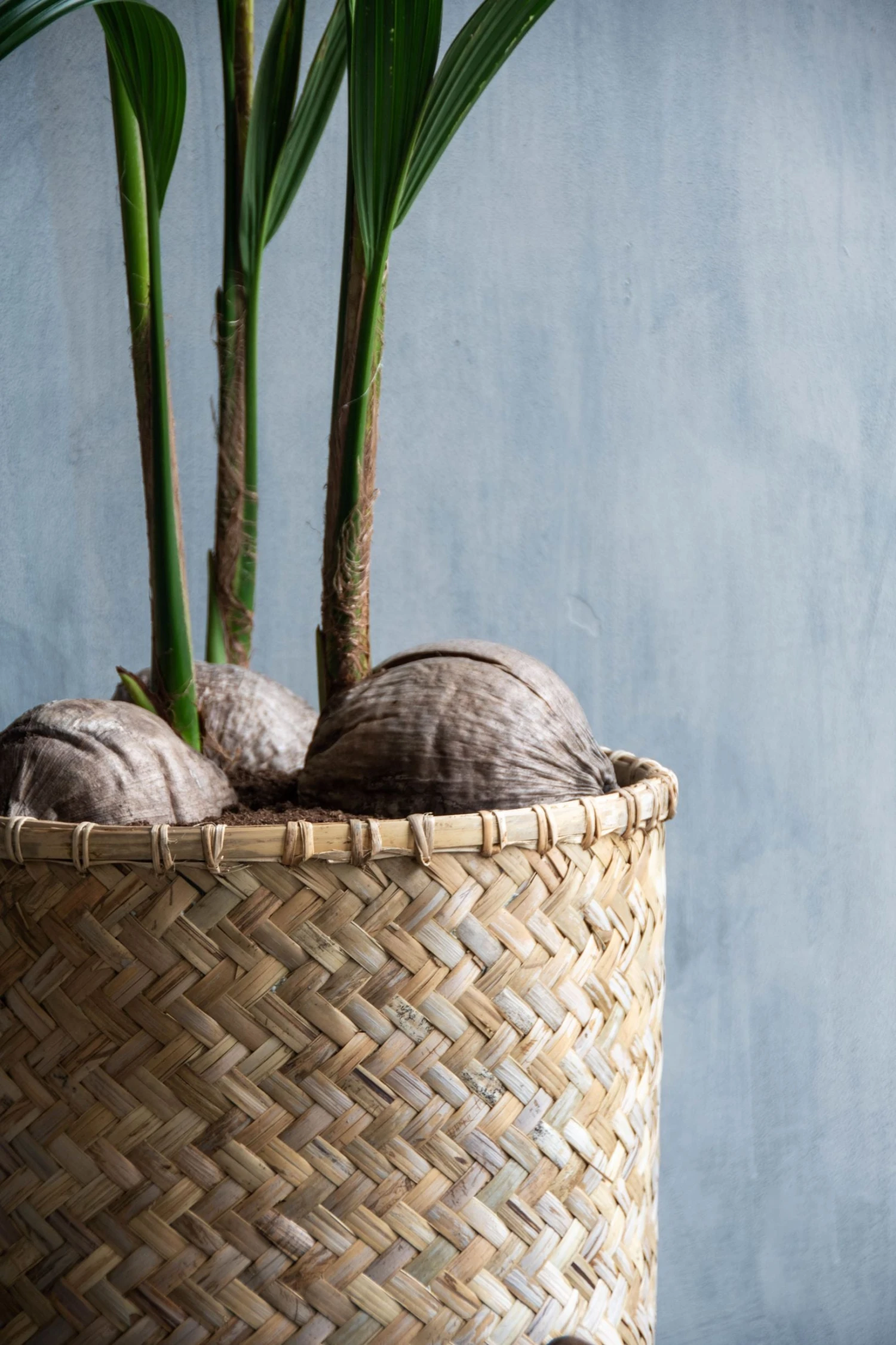 Pflanzkorb Bohemian Zayn 5 Pflanzkorb Bohemian Zayn – Bild 3