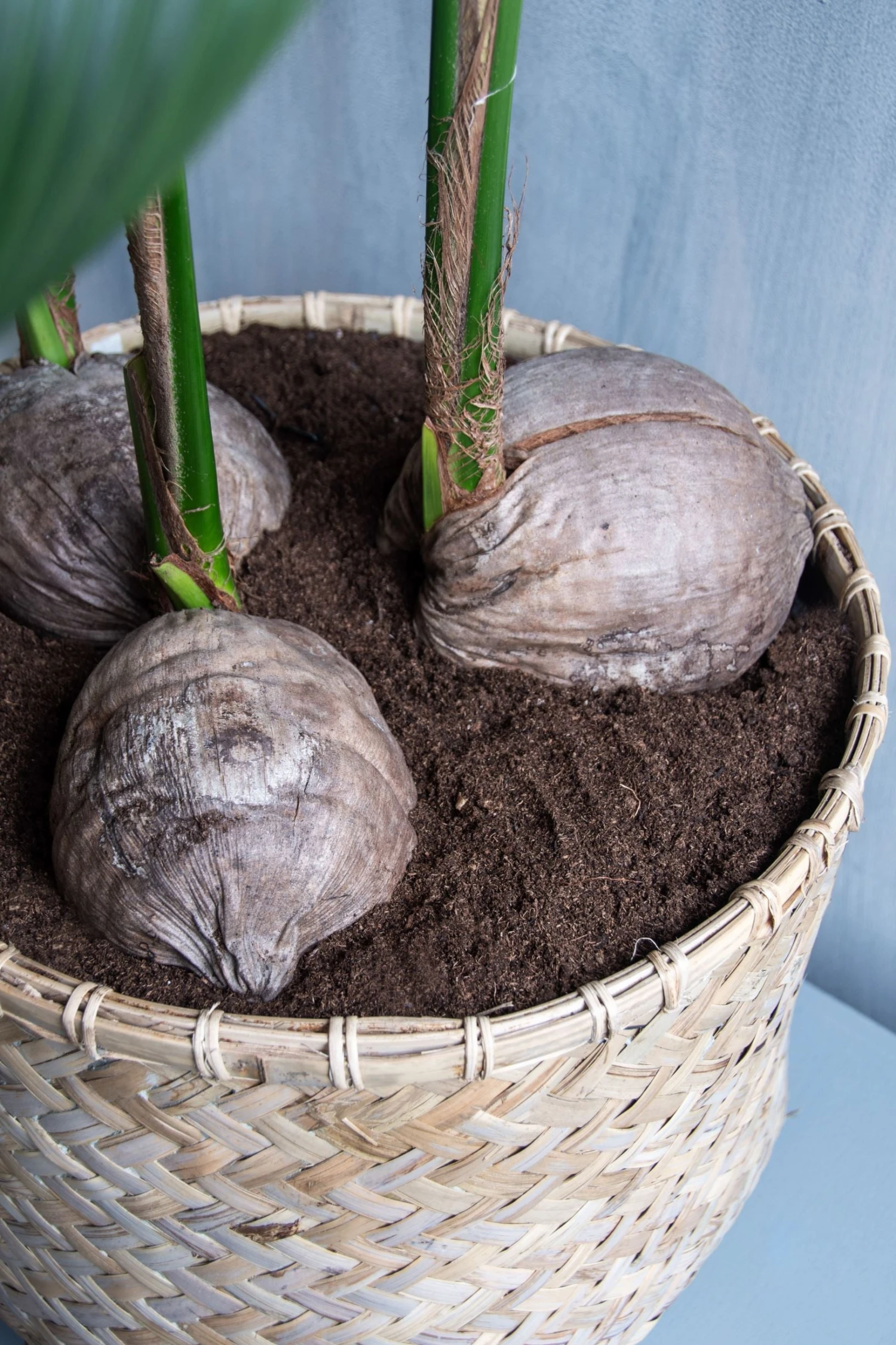 Pflanzkorb Bohemian Zayn 6 Pflanzkorb Bohemian Zayn – Bild 4