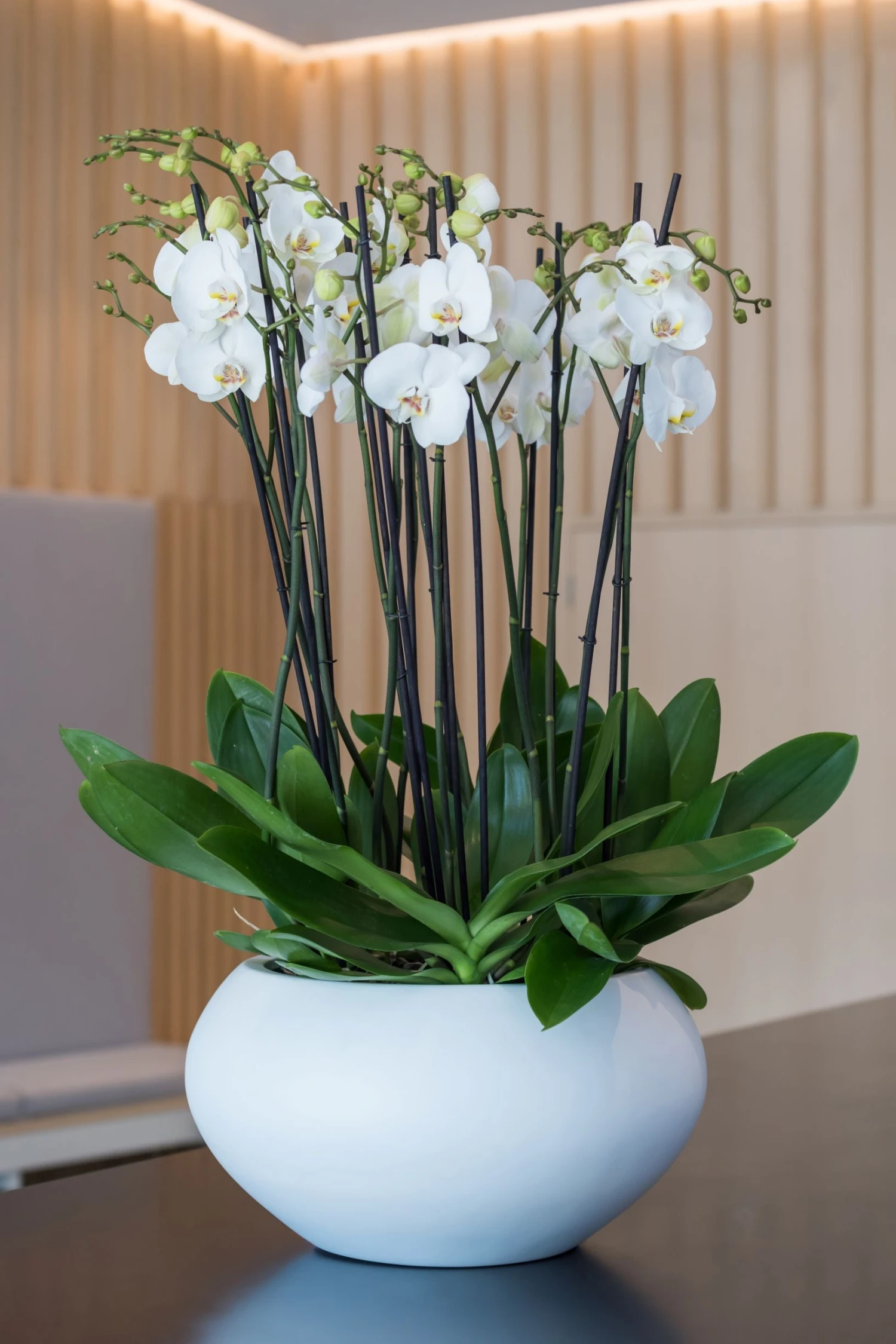 Cora Matt Weiß 3 Cora Matt Weiß