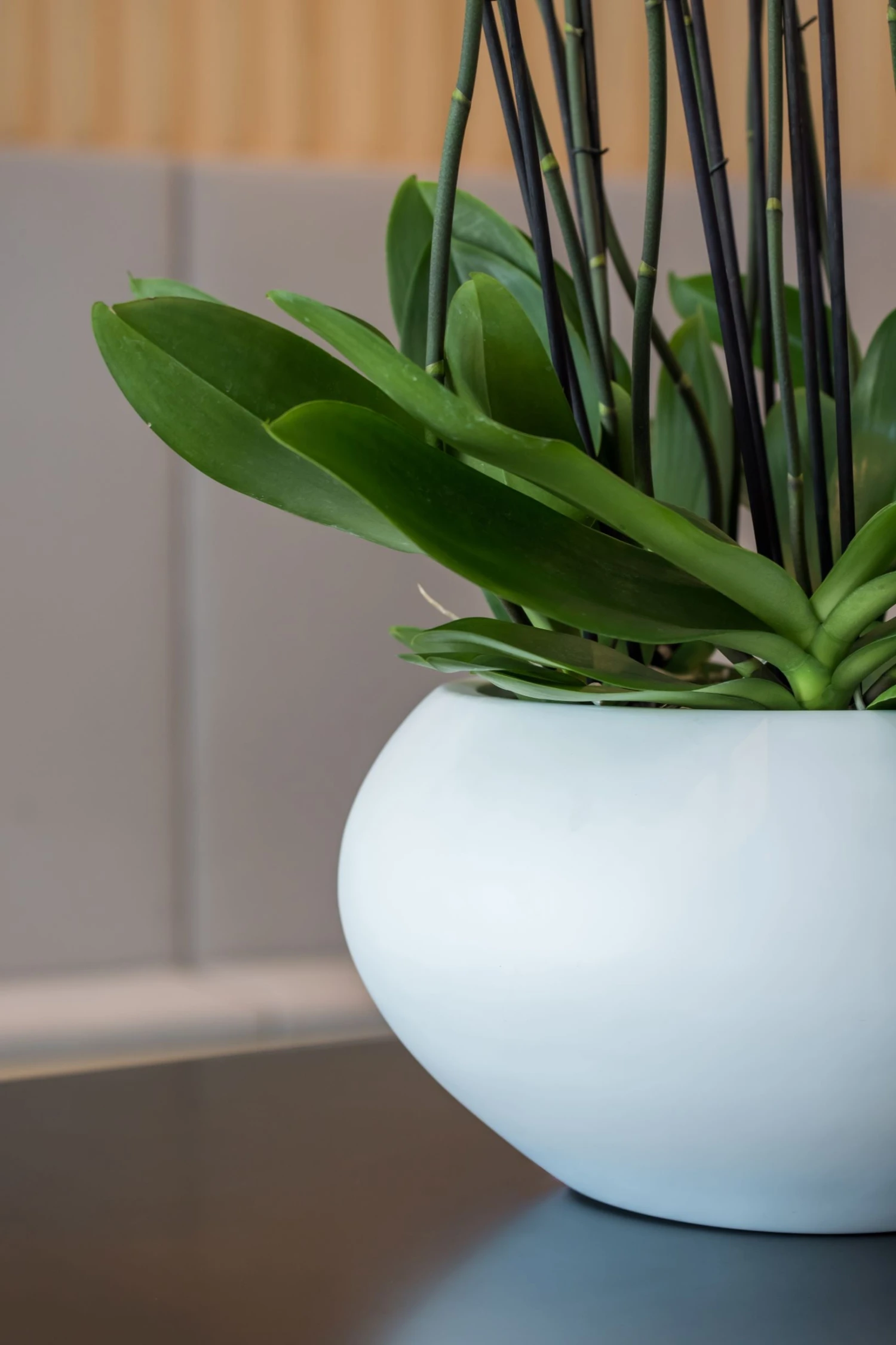 Cora Matt Weiß 4 Cora Matt Weiß – Bild 2