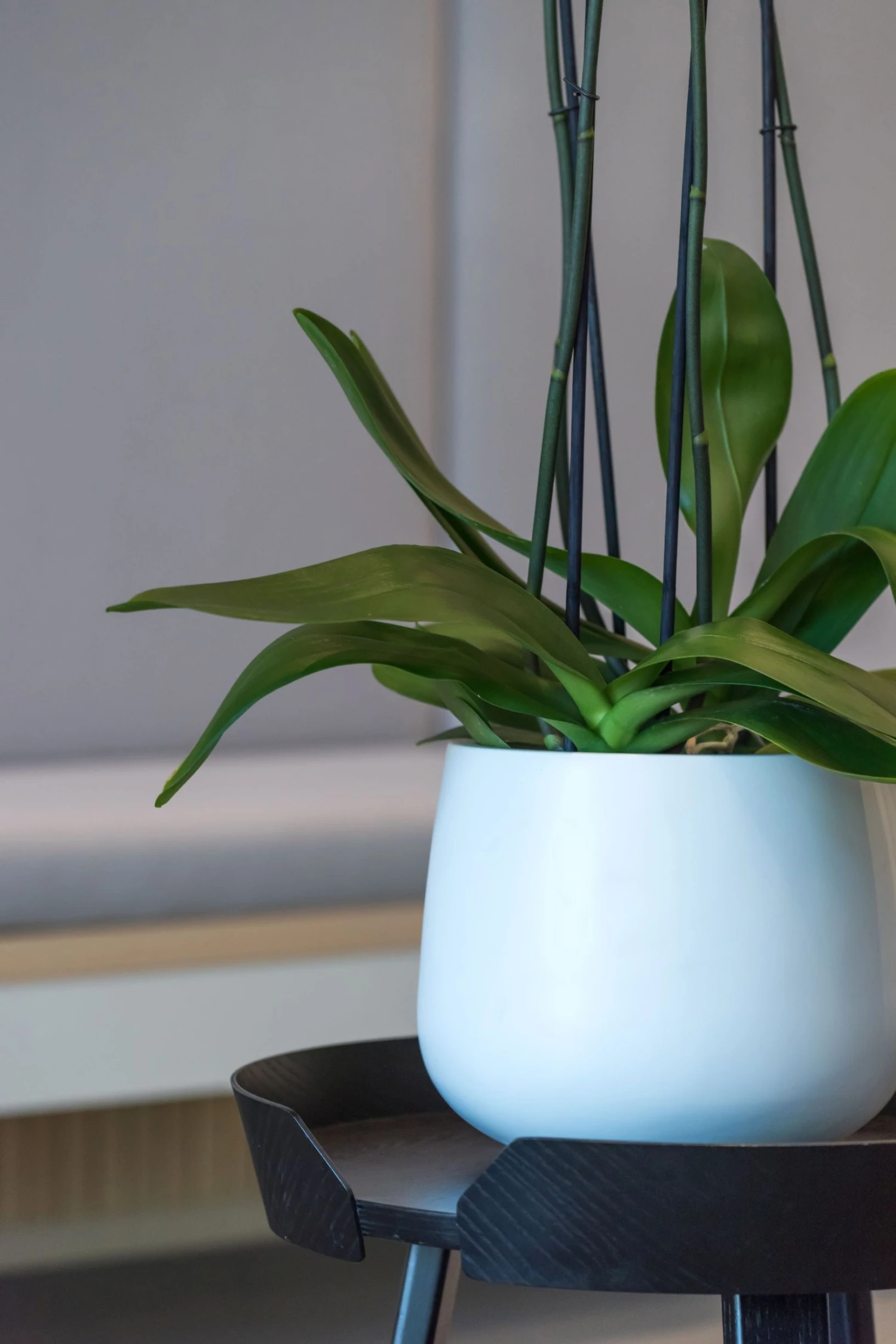 Mini Pax Matt Weiß 4 Mini Pax Matt Weiß – Bild 2