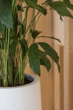 Nax Matt Weiß 7 Nax Matt Weiß -Pflanzen Blumentopf Geschäft pottery pots essential matte nax 8