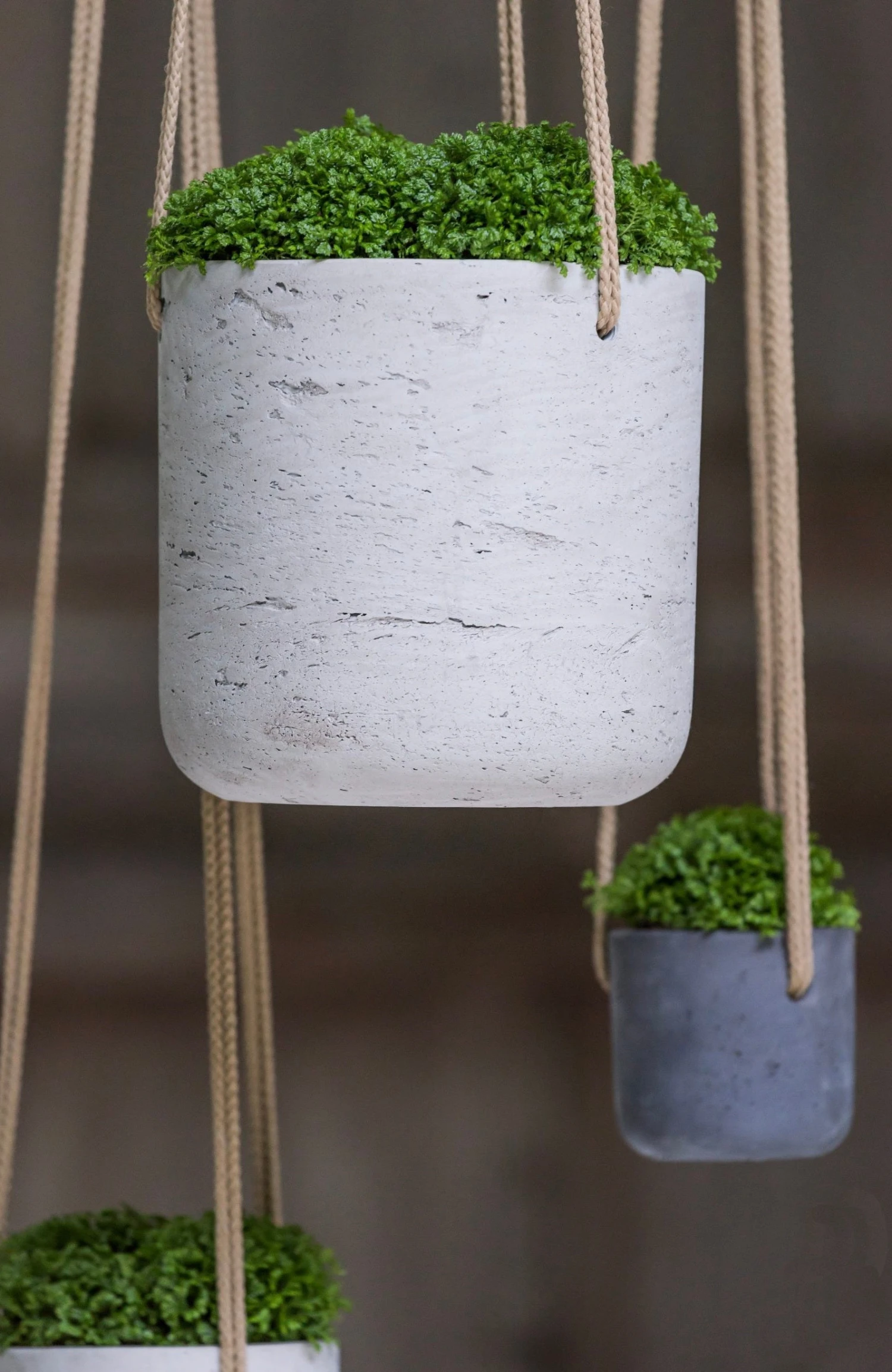 Hanging Charlie Grau 4 Hanging Charlie Grau – Bild 2