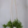 Hanging Eileen Grau 1 Hanging Eileen Grau -Pflanzen Blumentopf Geschäft pottery pots hanging rough eileen1P