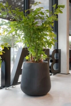 Pax Fiberstone Schwarz 8 Pax Fiberstone Schwarz -Pflanzen Blumentopf Geschäft pottery pots natural pax 1 min