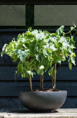 Peter Fiberstone Schwarz