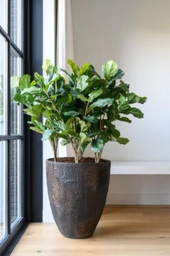 Bernd Oyster Imperial Braun