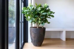 Bernd Oyster Imperial Braun 12 Bernd Oyster Imperial Braun -Pflanzen Blumentopf Geschäft pottery pots oyster ben 4