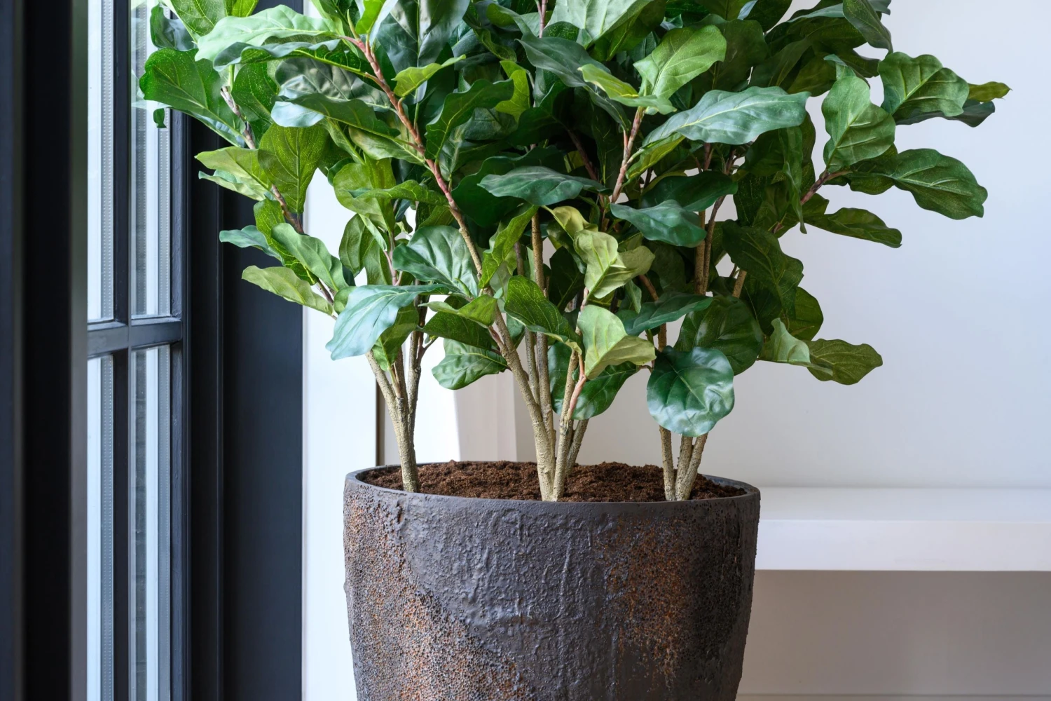 Bernd Oyster Imperial Braun 6 Bernd Oyster Imperial Braun – Bild 4