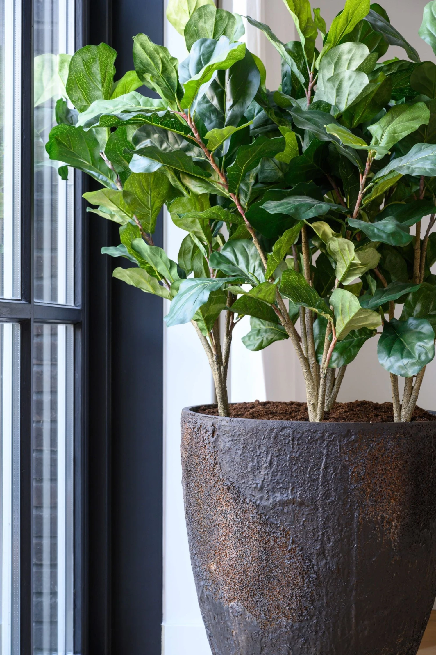 Bernd Oyster Imperial Braun 4 Bernd Oyster Imperial Braun – Bild 2