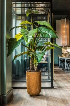 Alocasia Künstlich H: 220cm