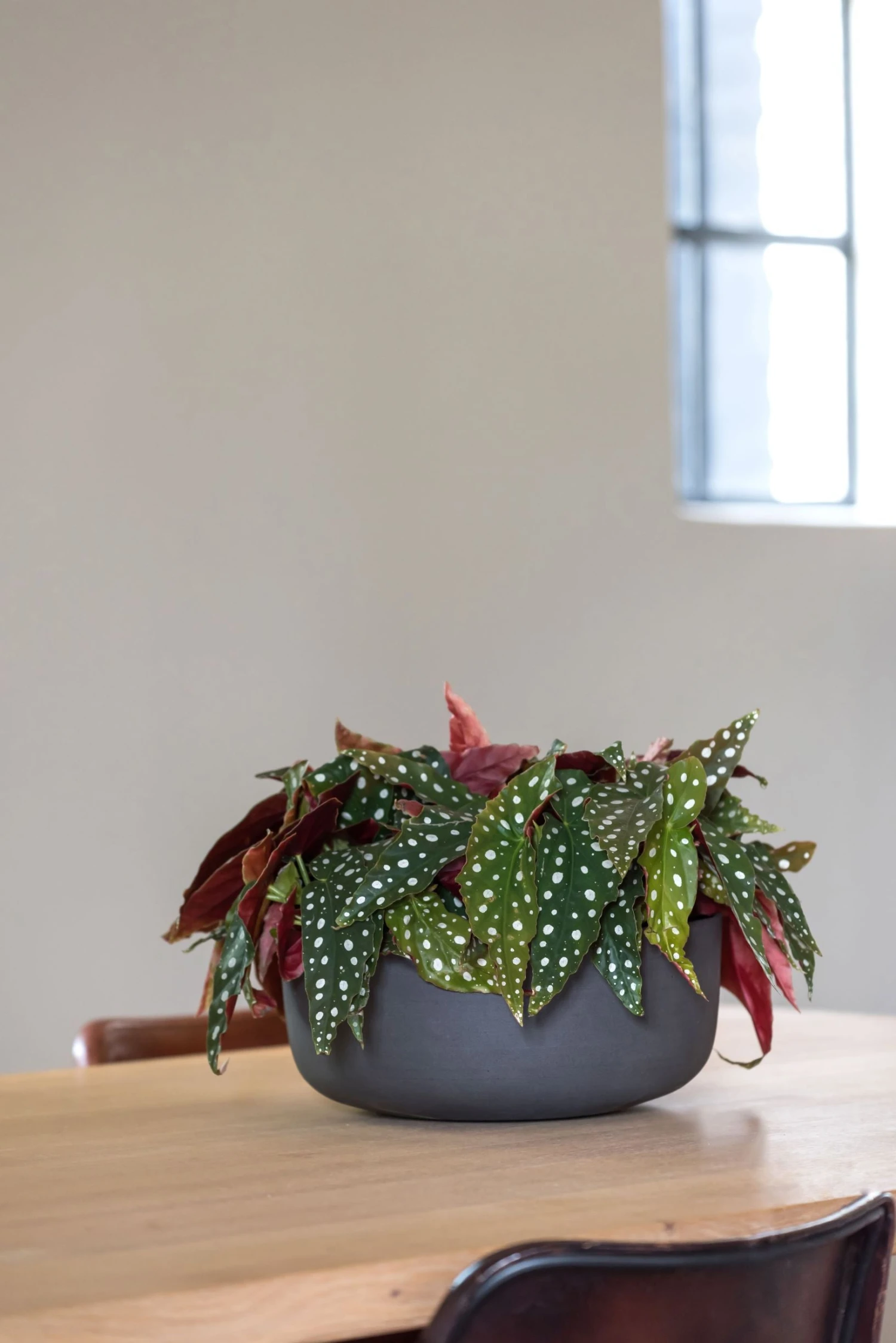 Eav Volcano Anthrazit 4 Eav Volcano Anthrazit – Bild 2