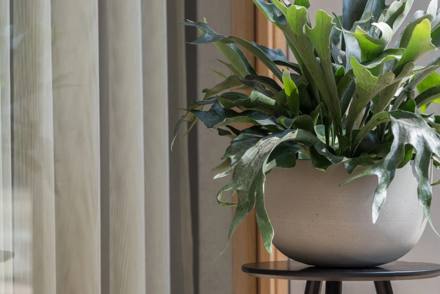 Sunny Clouded Grey 4 Sunny Clouded Grey – Bild 2