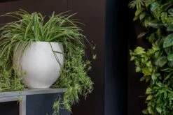 Orb Grey Washed 10 Orb Grey Washed -Pflanzen Blumentopf Geschäft pottery pots rough orb 14 min