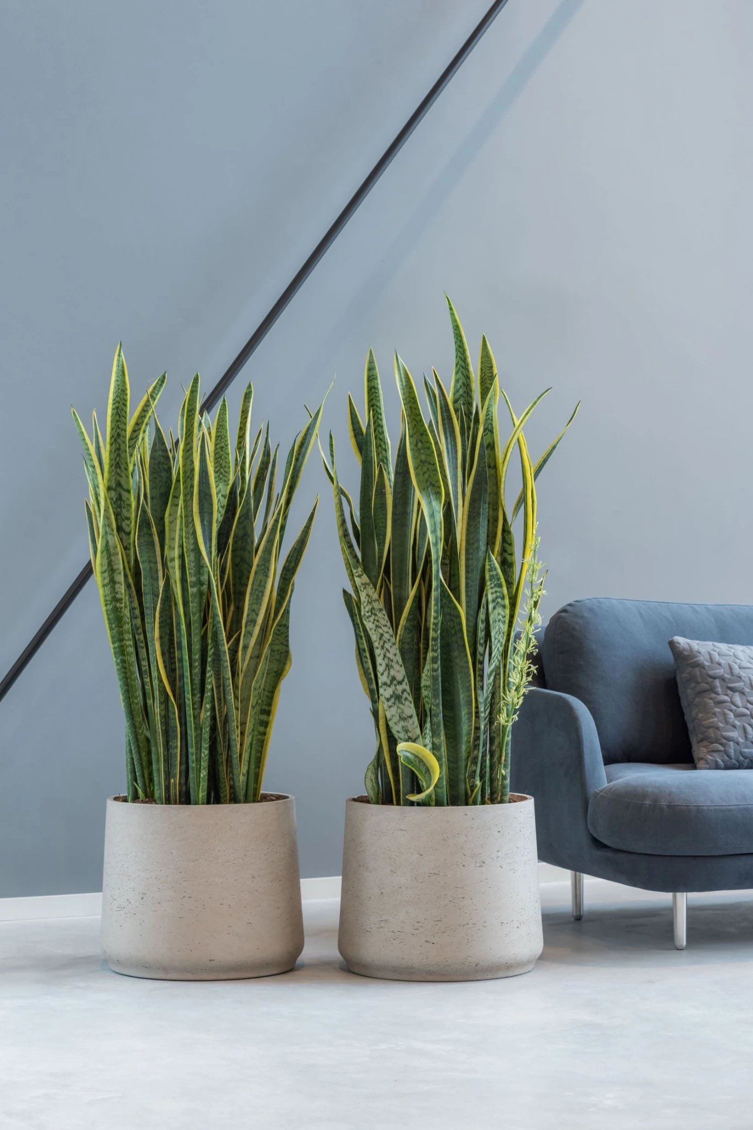 Patt Grey Washed 3 Patt Grey Washed