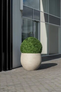 Buchsbaum Künstlich