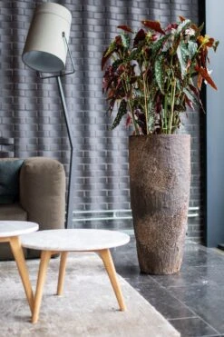 Dax Oyster Imperial Braun