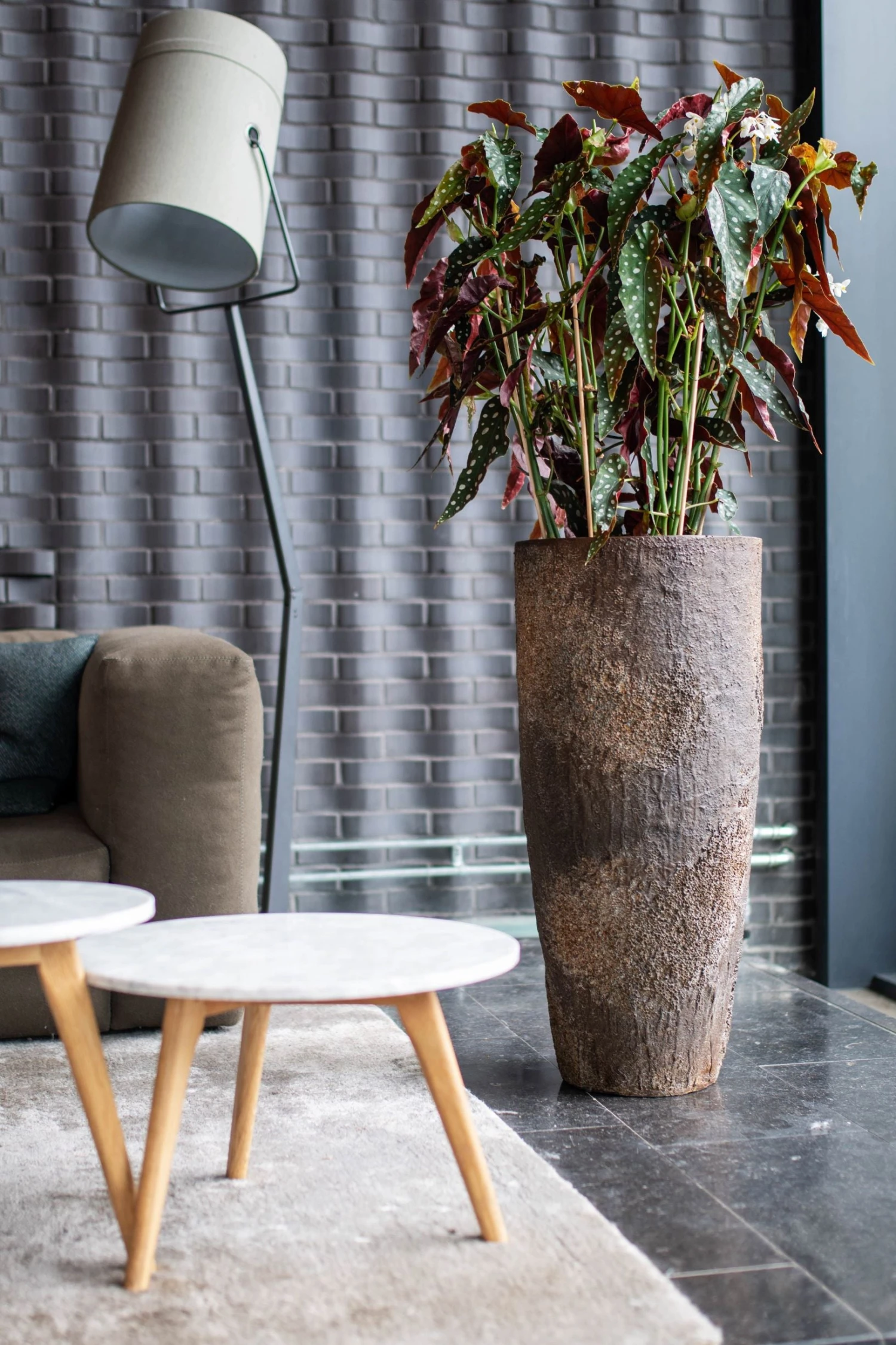 Dax Oyster Imperial Braun 3 Dax Oyster Imperial Braun