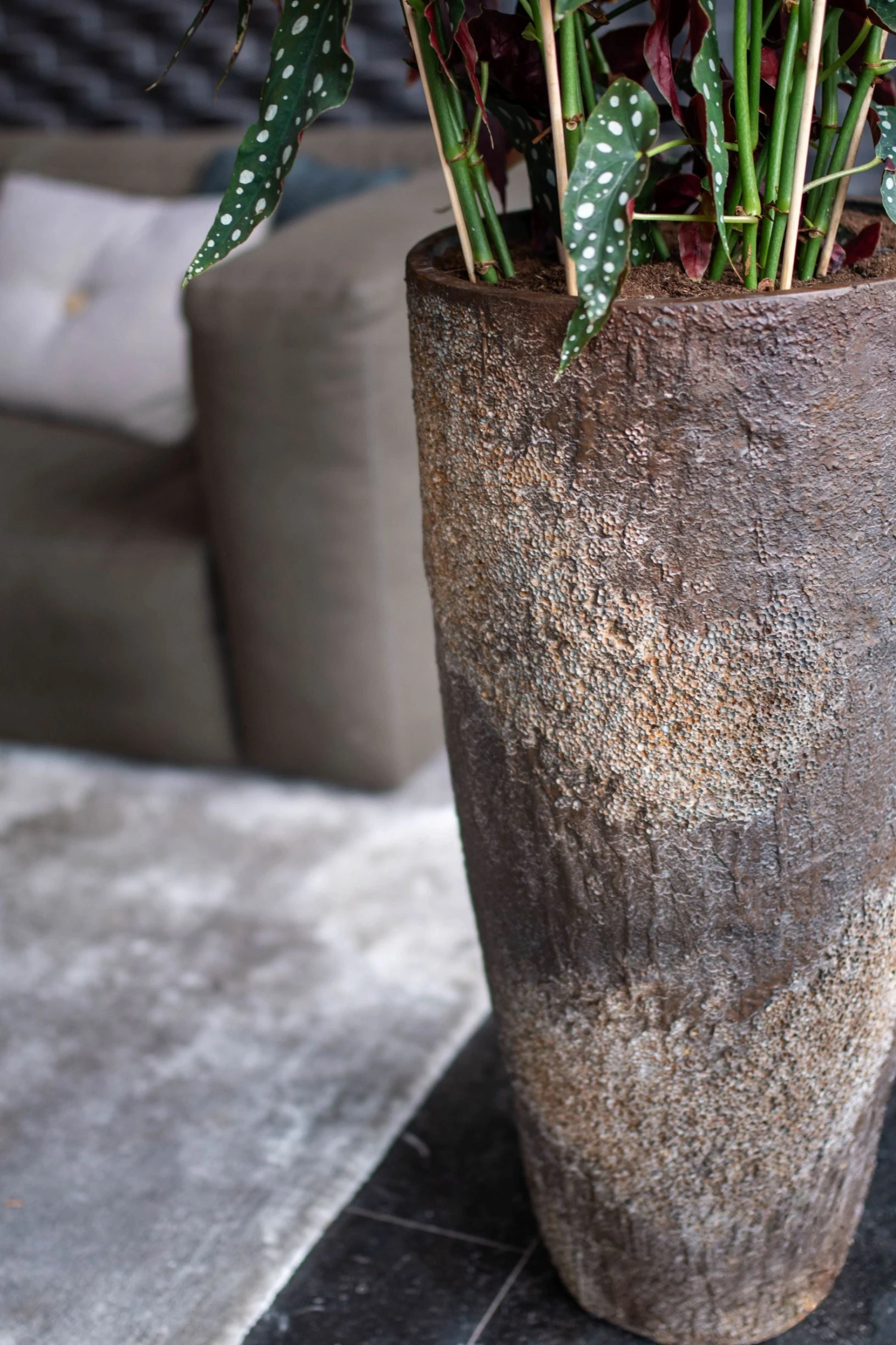 Dax Oyster Imperial Braun 4 Dax Oyster Imperial Braun – Bild 2