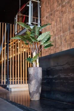 Alocasia Künstlich H: 160cm