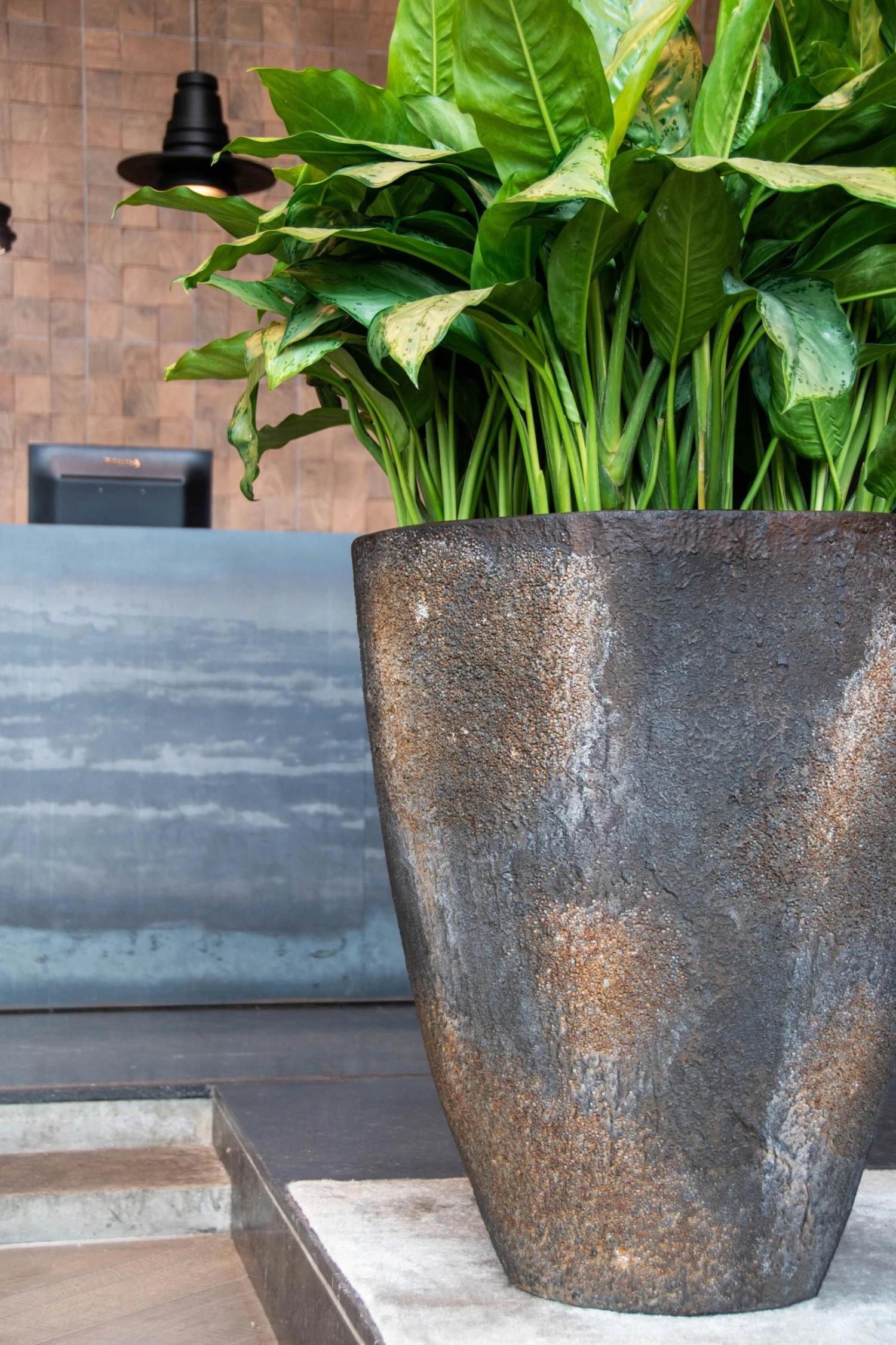 Hugo Oyster Imperial Braun 4 Hugo Oyster Imperial Braun – Bild 2