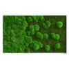 Moosbild Verlauf Wald- Und Ballenmoos 100x60 Cm 1 Moosbild Verlauf Wald- Und Ballenmoos 100x60 Cm -Pflanzen Blumentopf Geschäft styleGREEN Verlauf 100x60 Sneu 200917