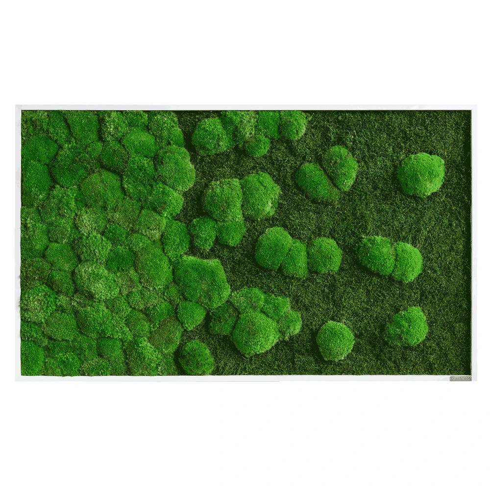 Moosbild Verlauf Wald- Und Ballenmoos 100x60 Cm 3 Moosbild Verlauf Wald- Und Ballenmoos 100x60 Cm