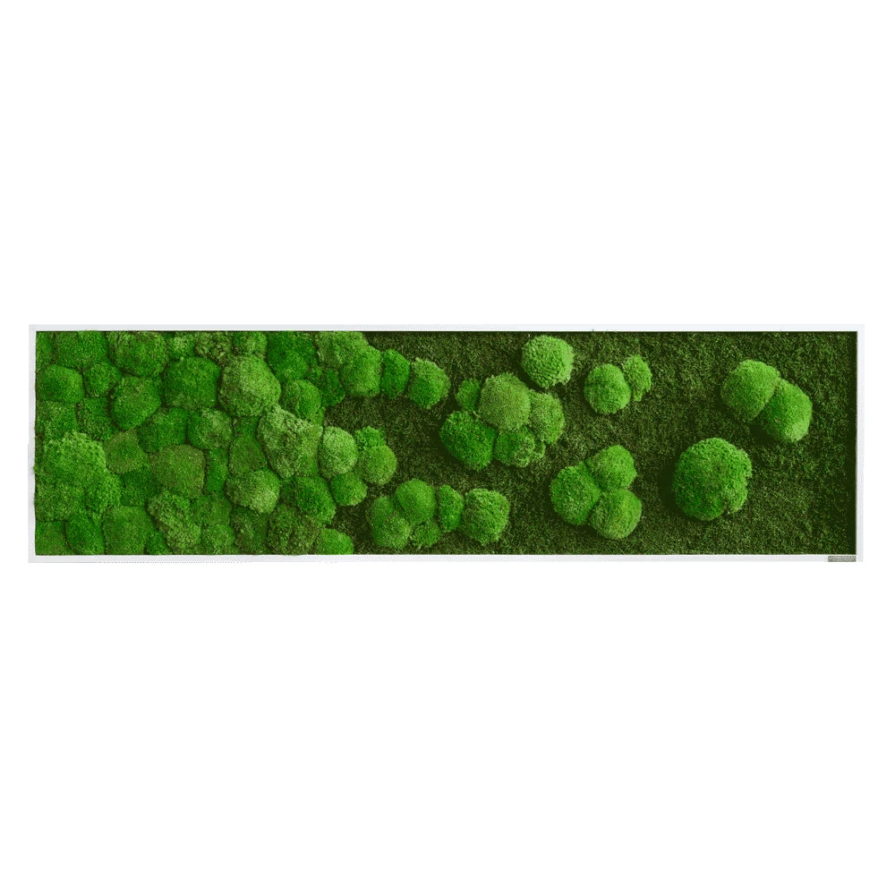 Moosbild Verlauf Wald- Und Ballenmoos 140x40 Cm 3 Moosbild Verlauf Wald- Und Ballenmoos 140x40 Cm