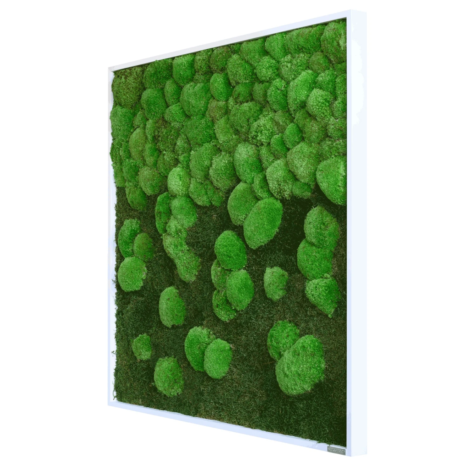 Moosbild Verlauf Wald- Und Ballenmoos 80x80 Cm 4 Moosbild Verlauf Wald- Und Ballenmoos 80x80 Cm – Bild 2