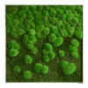Moosbild Verlauf Wald- Und Ballenmoos 80x80 Cm 1 Moosbild Verlauf Wald- Und Ballenmoos 80x80 Cm -Pflanzen Blumentopf Geschäft styleGREEN Verlauf 80x80 Sneu 200917