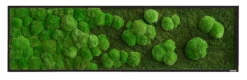 Moosbild Verlauf Wald- Und Ballenmoos 140x40 Cm 12 Moosbild Verlauf Wald- Und Ballenmoos 140x40 Cm -Pflanzen Blumentopf Geschäft styleGREEN Verlauf neu 140x40 schwarzer Rahmen sG Mb WKm VL 140x40 HoSw