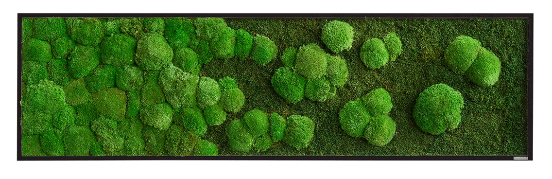 Moosbild Verlauf Wald- Und Ballenmoos 140x40 Cm 7 Moosbild Verlauf Wald- Und Ballenmoos 140x40 Cm – Bild 5