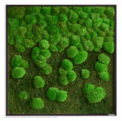 Moosbild Verlauf Wald- Und Ballenmoos 80x80 Cm 13 Moosbild Verlauf Wald- Und Ballenmoos 80x80 Cm -Pflanzen Blumentopf Geschäft styleGREEN Verlauf neu 80x80 sG Mb WKm VL 80x80 HoWe sG Mb WKm VL 80x80 HoSw
