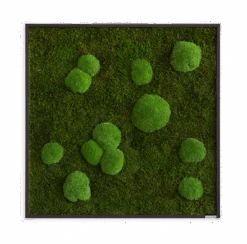 Moosbild Wald- Und Ballenmoos 80x80 Cm 12 Moosbild Wald- Und Ballenmoos 80x80 Cm -Pflanzen Blumentopf Geschäft styleGREEN Wald und Kugelmoos Moosbild 80x80 Frontal mitSchatten sG Mb WKm 80x80 HoSw