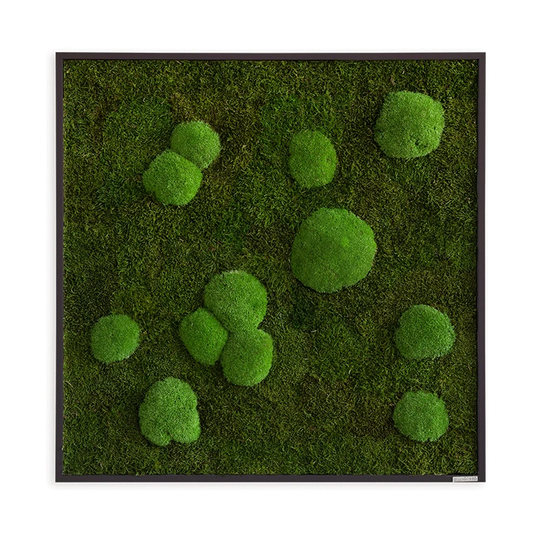 Moosbild Wald- Und Ballenmoos 80x80 Cm 7 Moosbild Wald- Und Ballenmoos 80x80 Cm – Bild 5