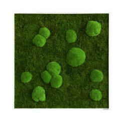 Moosbild Wald- Und Ballenmoos 80x80 Cm