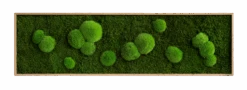 Moosbild Wald- Und Ballenmoos 140x40 Cm 13 Moosbild Wald- Und Ballenmoos 140x40 Cm -Pflanzen Blumentopf Geschäft styleGREEN Wald und Kugelmoosbild Eichenfurnier Holzrahmen 140x40 sG Mb WKm 140x40 HoEi Final