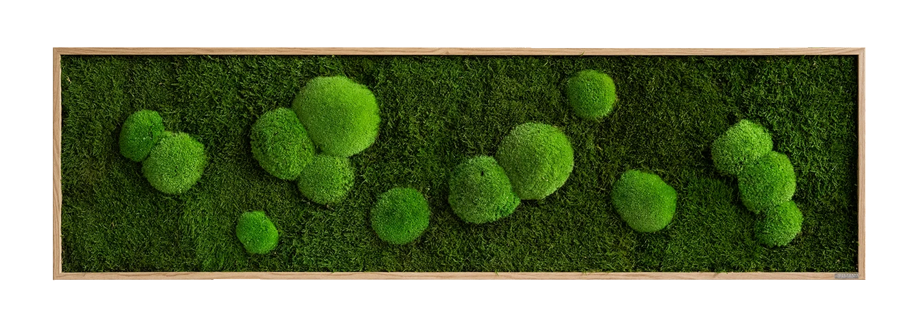 Moosbild Wald- Und Ballenmoos 140x40 Cm 8 Moosbild Wald- Und Ballenmoos 140x40 Cm – Bild 6